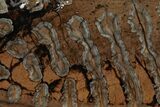 Fossil Mammoth Molar Slab - Siberia #215360-1